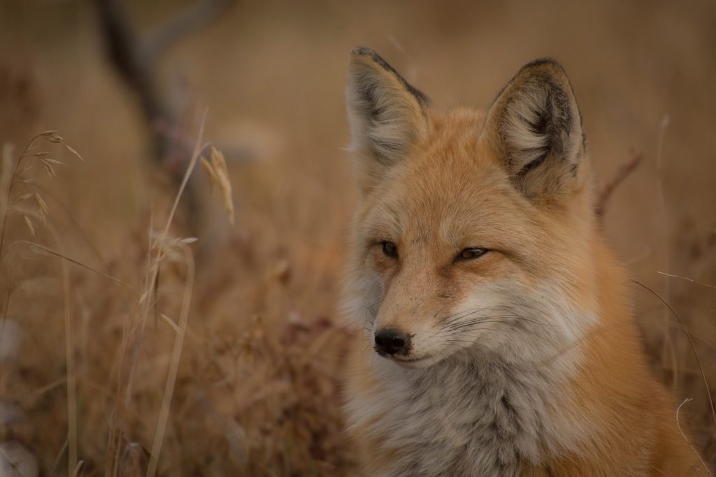 fox, animal, canine